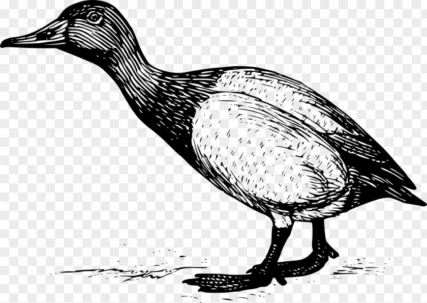 Duck Bird Canvasback Mallard Clip Art PNG