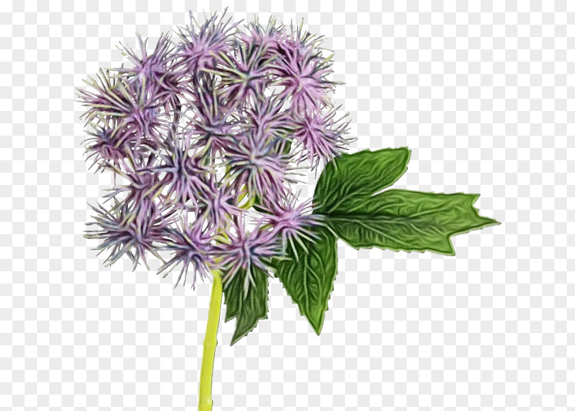 Flower Plant Thistle PNG