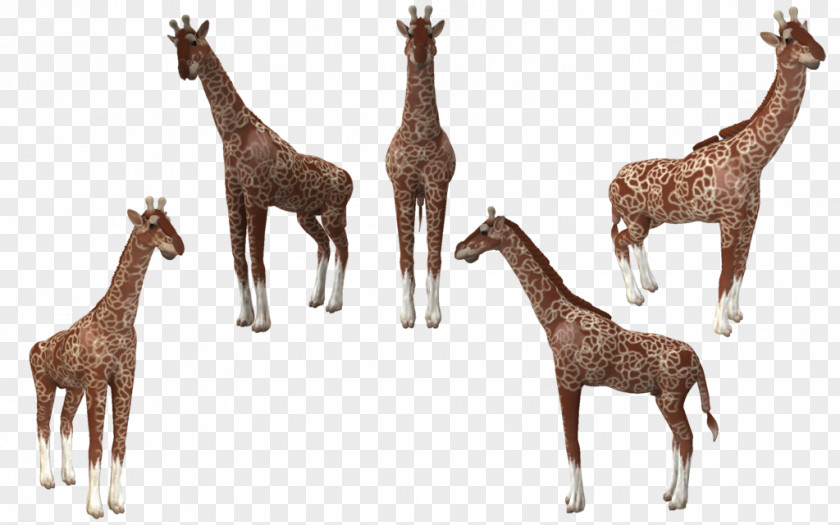 Giraffe Spore Creatures Reticulated Animal Deer PNG