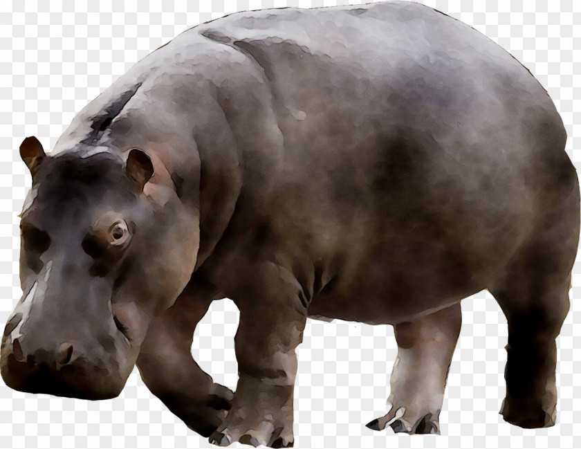 Hippopotamus Camel Union Type Fauna Animal PNG