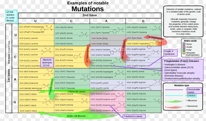 Nonsense Mutation Genetic Code Point Codon PNG