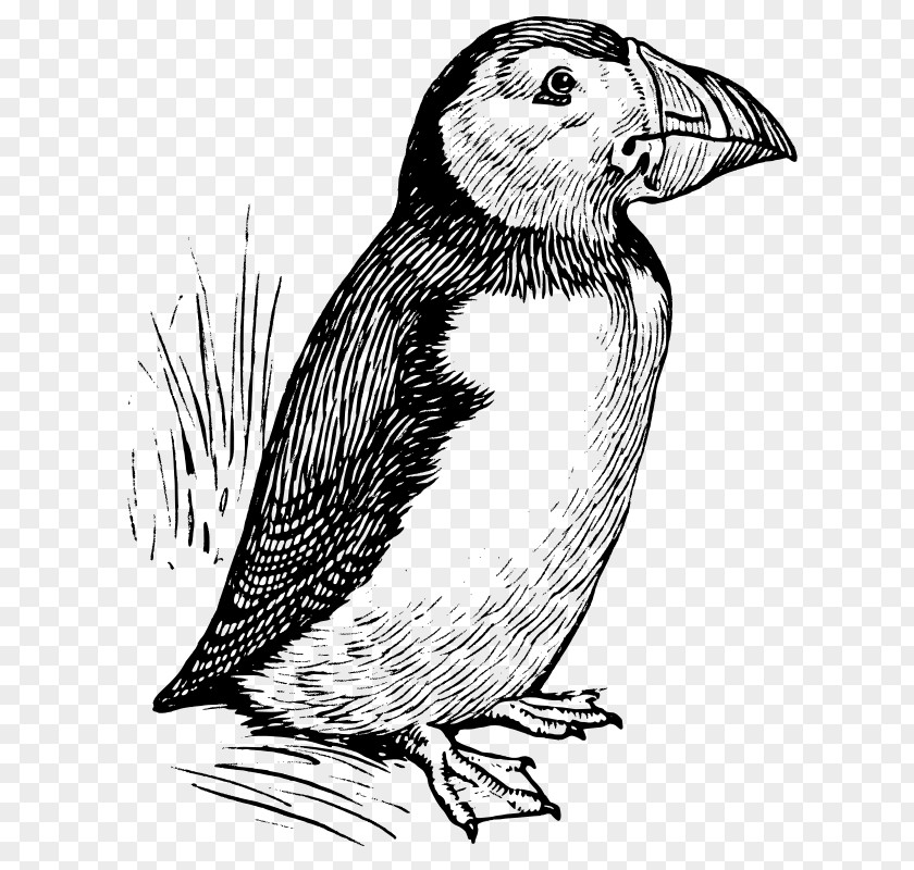 Puffin Atlantic The Line Art Clip PNG