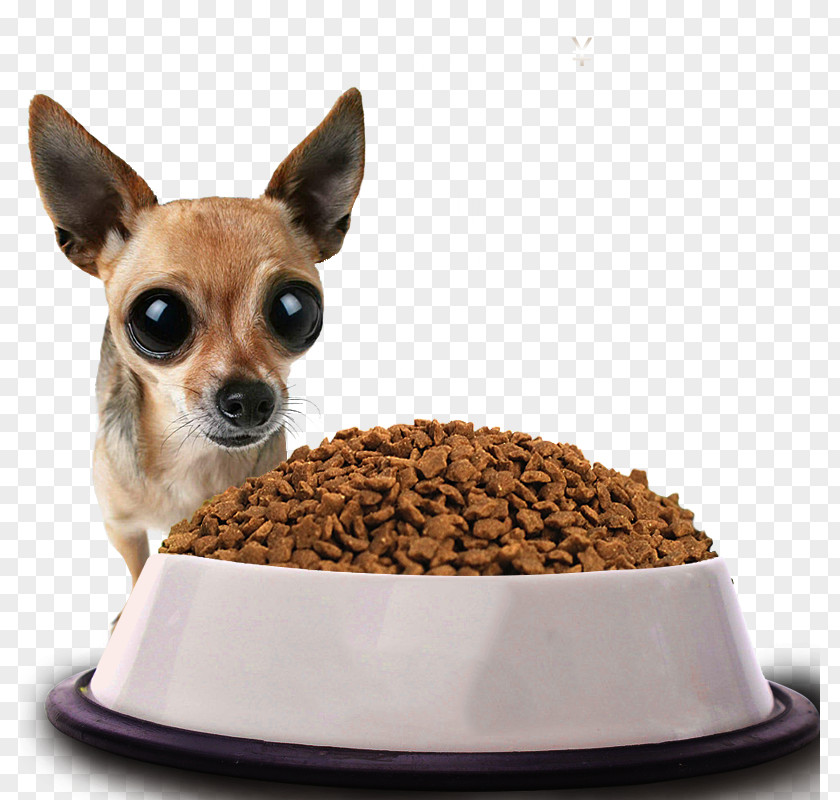 Puppy Eating Dog Food Fig. Display Resolution Wallpaper PNG