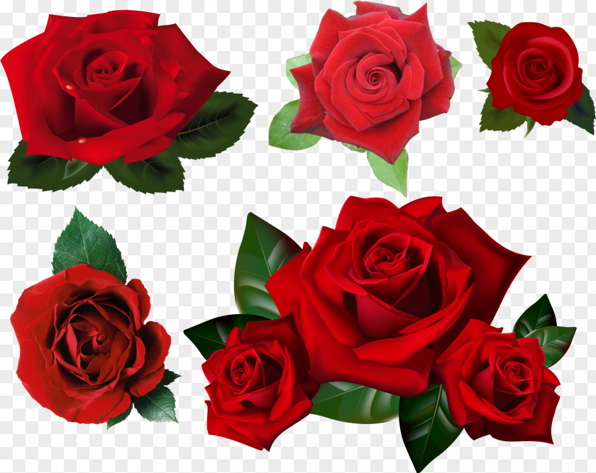 Rose Flower Transparent Clip Art Desktop Wallpaper PNG