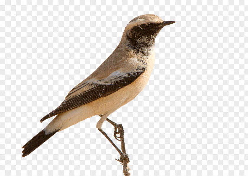 Already Finches Bird Atlantic Canary Spanish Timbrado Common Nightingale PNG