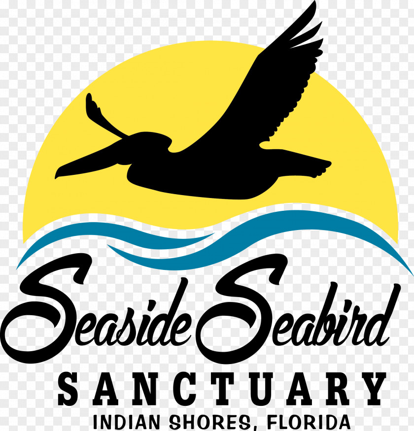 Bird Suncoast Seabird Sanctuary Seaside Beak Pelican PNG