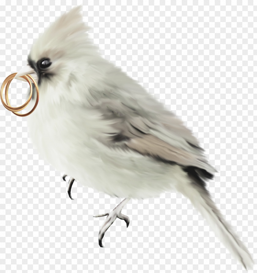 Birds Metal Ring Parrot Bird Feather PNG