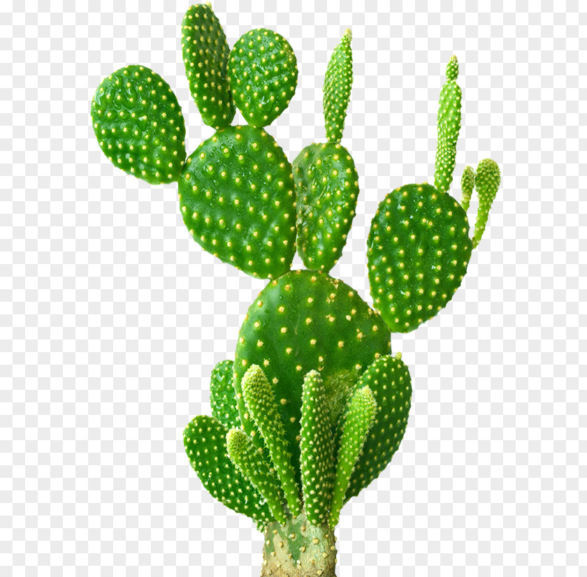 Cactus Barbary Fig Opuntia Microdasys Robusta Cactaceae Succulent Plant PNG