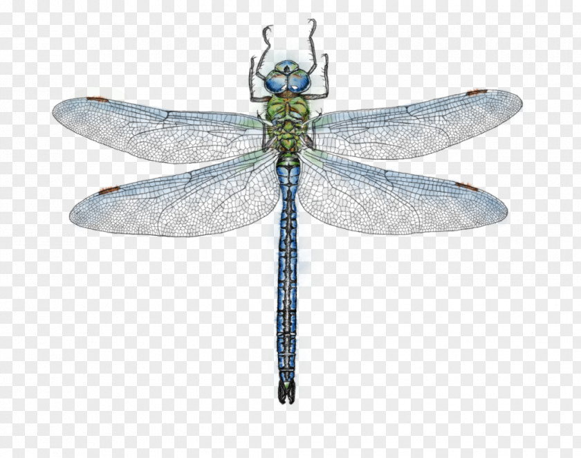 Dragonfly Emperor Az év Rovara Drawing PNG