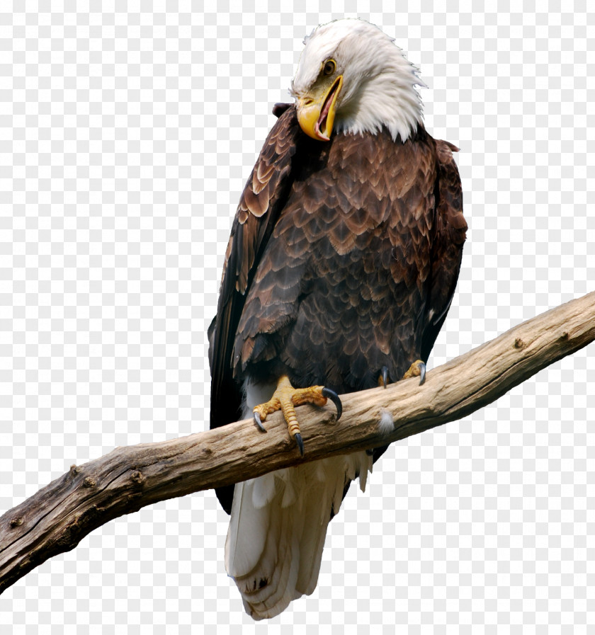 Eagle On Branch Picture Bitmap Computer File PNG