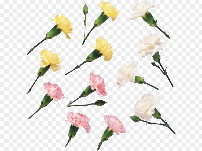 Flower Floral Design Carnation Download PNG