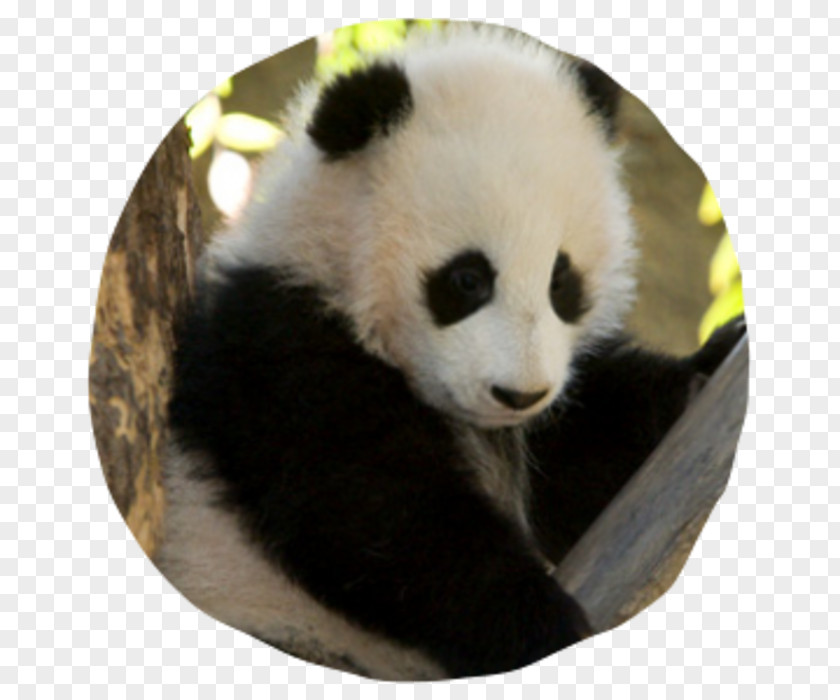 Giant Panda San Diego Zoo Safari Park Edinburgh Koala PNG