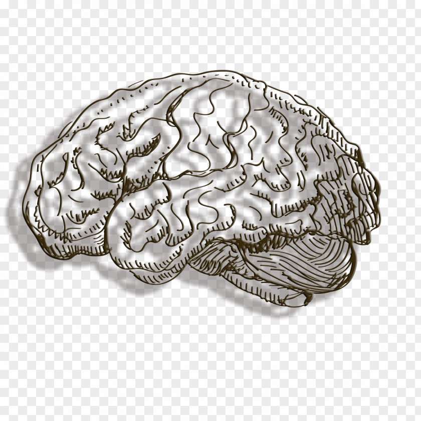 Line Brain Human Cerebrum PNG