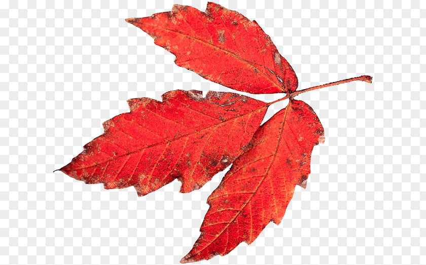 Red Leaves Autumn Tasmania Leaf Drawing Color Vision PNG