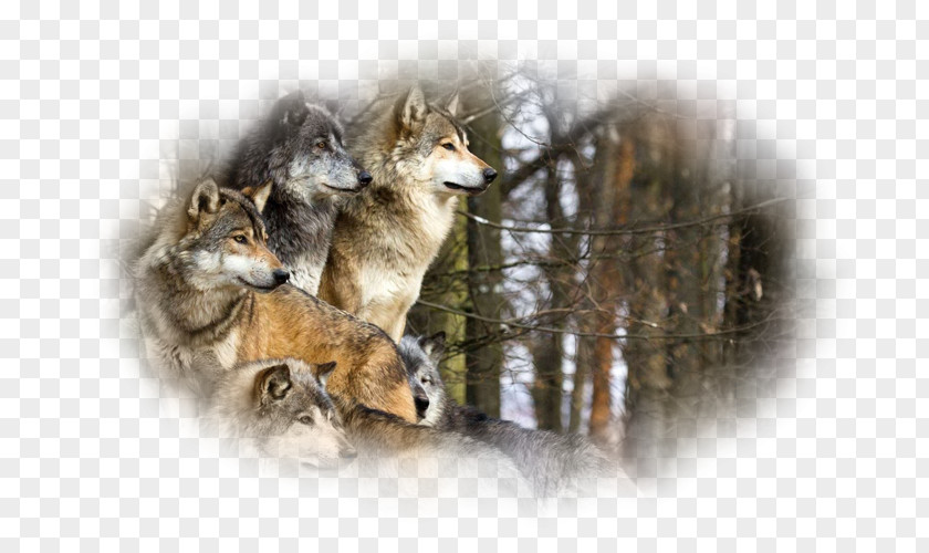 Dog Yellowstone National Park Pack Animal Coyote PNG