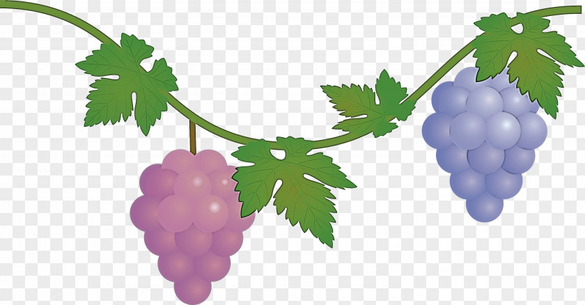 Grape Grapes Fruit PNG
