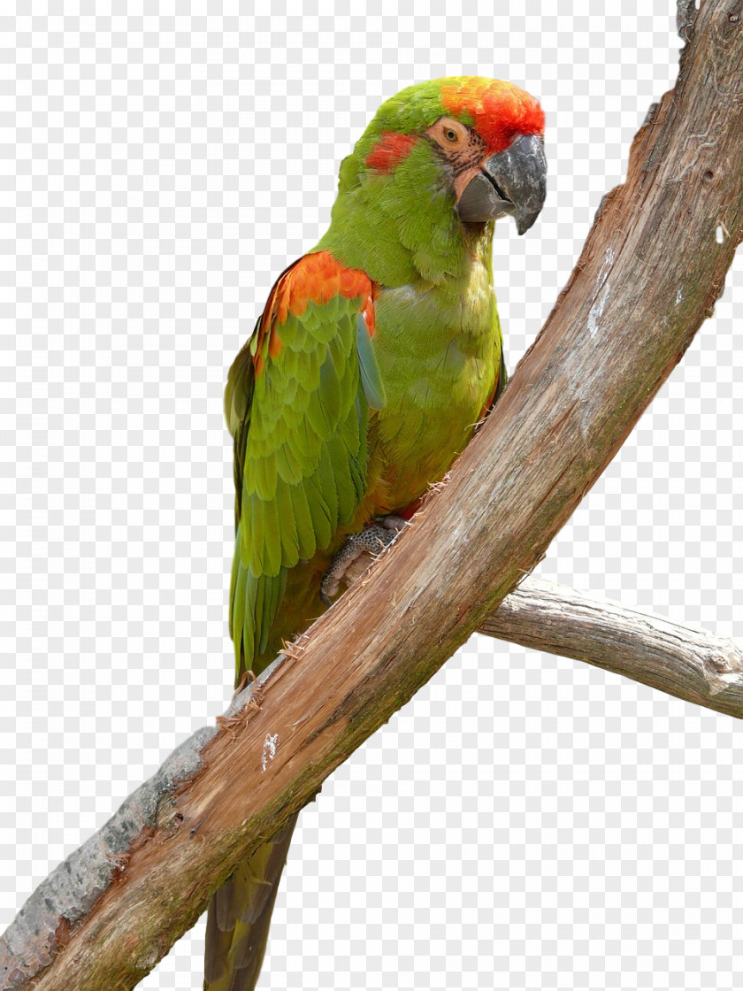 Lovebird PNG