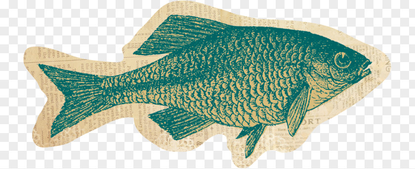 Trail Mix Tilapia Fish Animal PNG