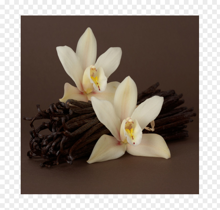 Vanilla Perfume Fragrance Oil Profiterole PNG