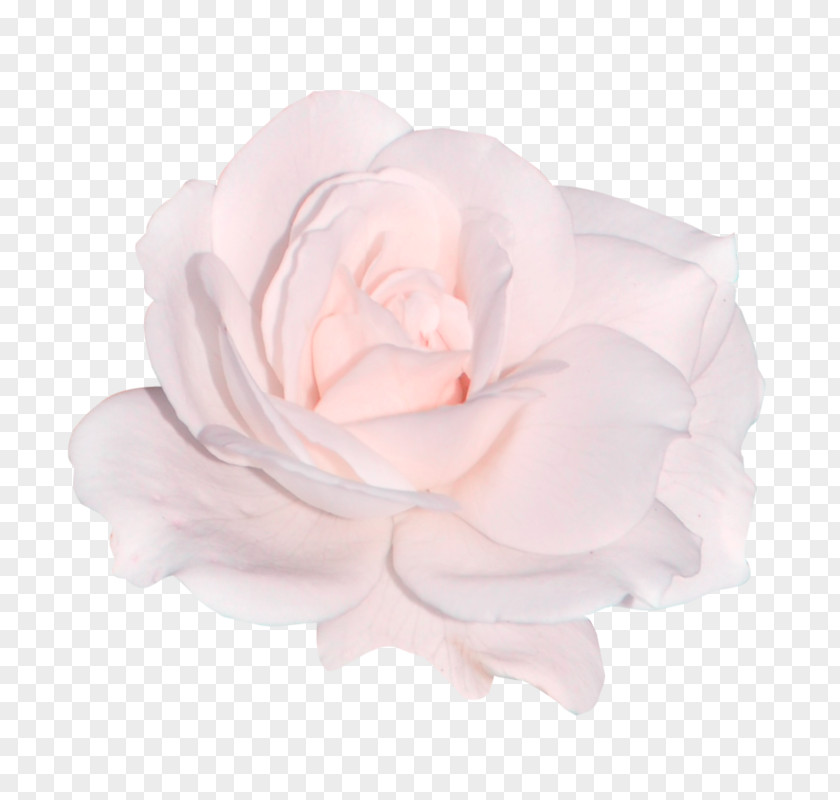 Flower Light Rose Sticker PNG