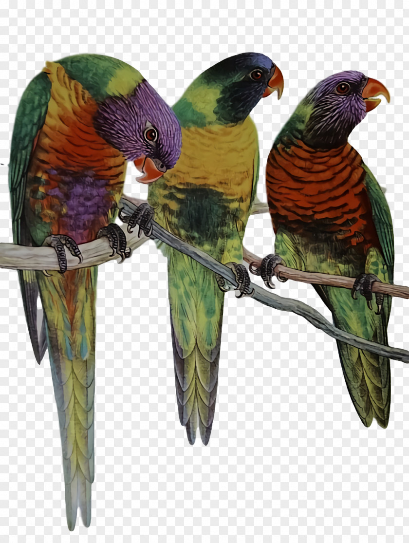 Lovebird PNG