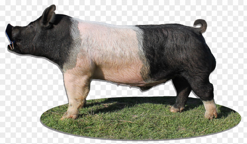 Boar American Paint Horse Ardennes Marwari Domestic Pig PNG