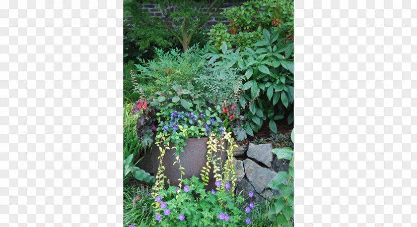 Capitol Hill Tree Garden Evergreen Shrub Herb PNG