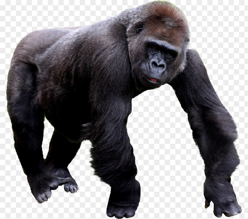 Freegorilla Western Gorilla Image File Formats Clip Art PNG