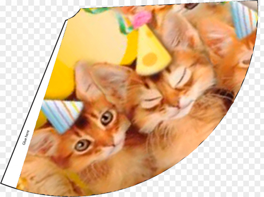 Kitten Cat Pet Birthday Recipe PNG