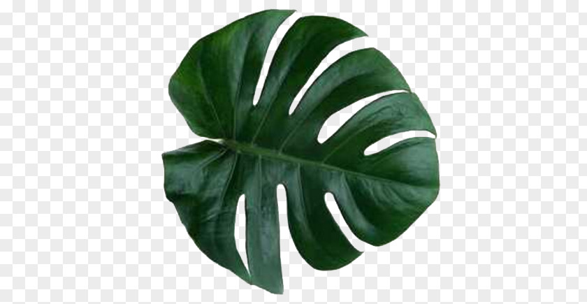 Monstera Leaves PNG leaves clipart PNG