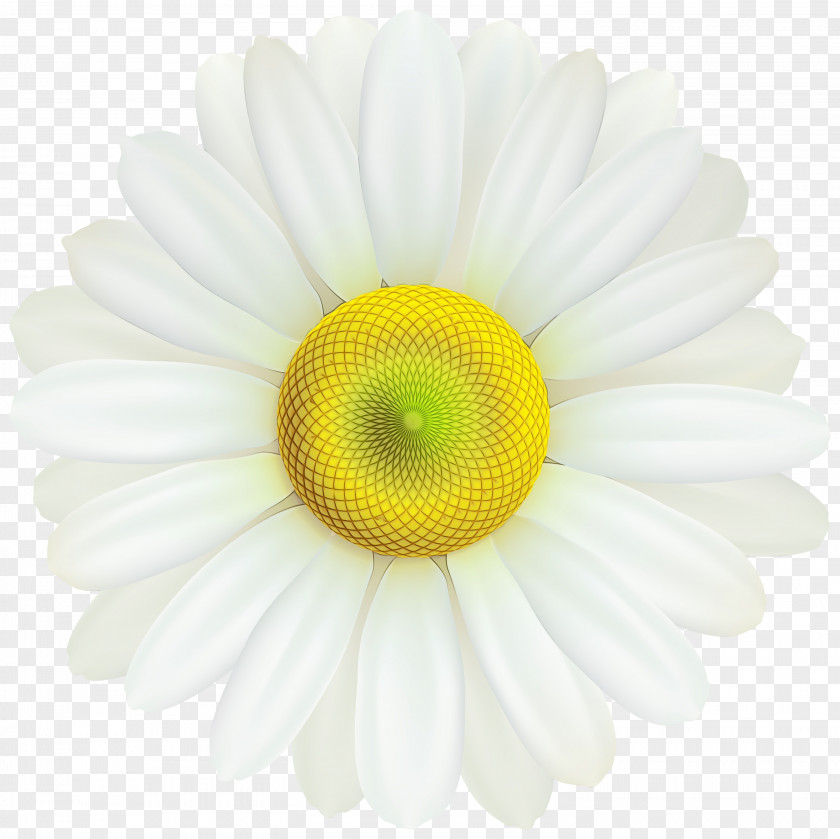 Camomile Petal Daisy PNG