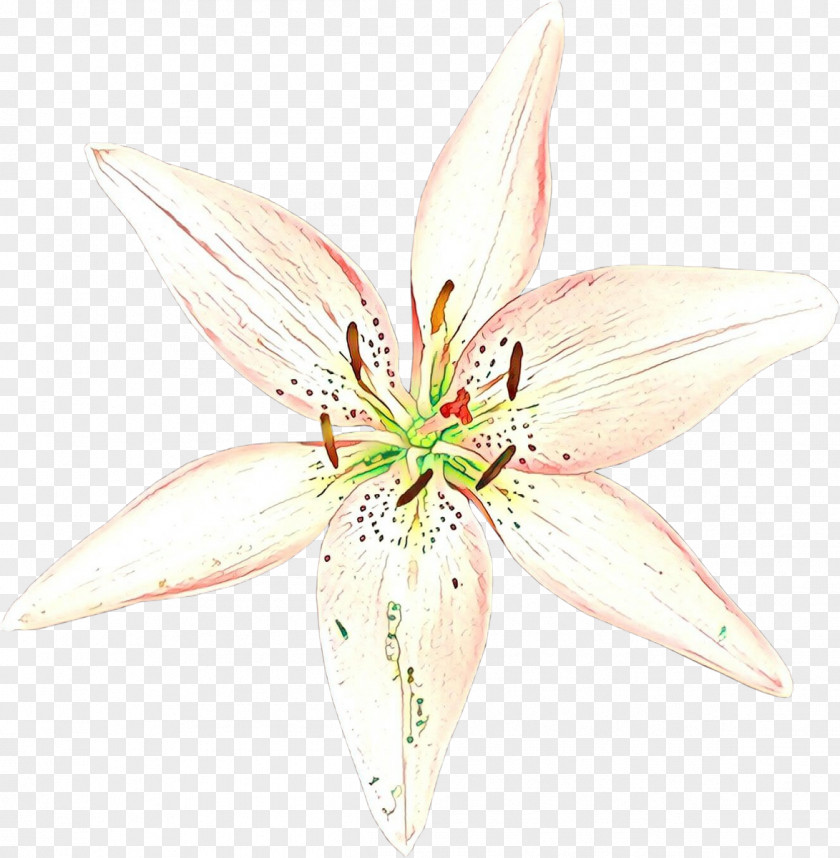 Cut Flowers Lily M PNG