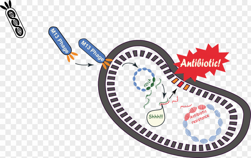 Drug Resistance Phagemid M13 Bacteriophage Plasmid International Genetically Engineered Machine PNG