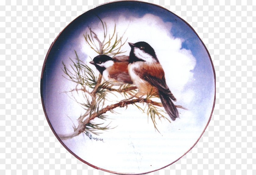 Feather Beak Fauna Chickadee PNG