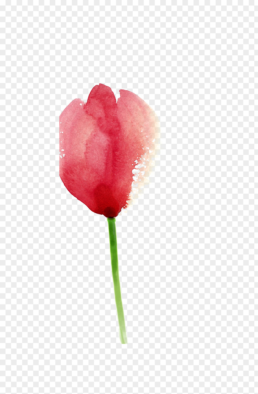Painted Pink Tulips Tulip Painting PNG