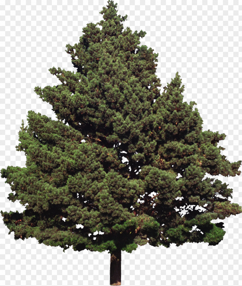 Shrubs Fir Tree Conifers Evergreen Pine PNG