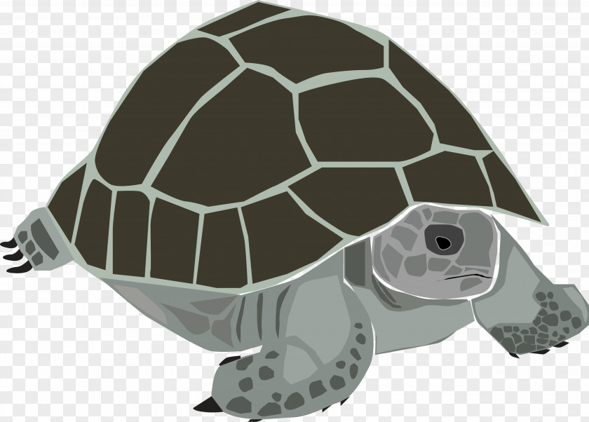 Tortoide Sea Turtle Zoo Reptile Texas PNG