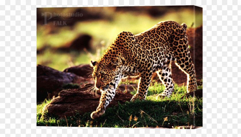 Cheetah Leopard Felidae Desktop Wallpaper Lion PNG