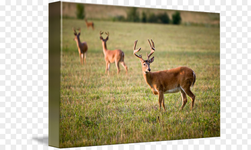 Deer White-tailed Hunting Antler PNG