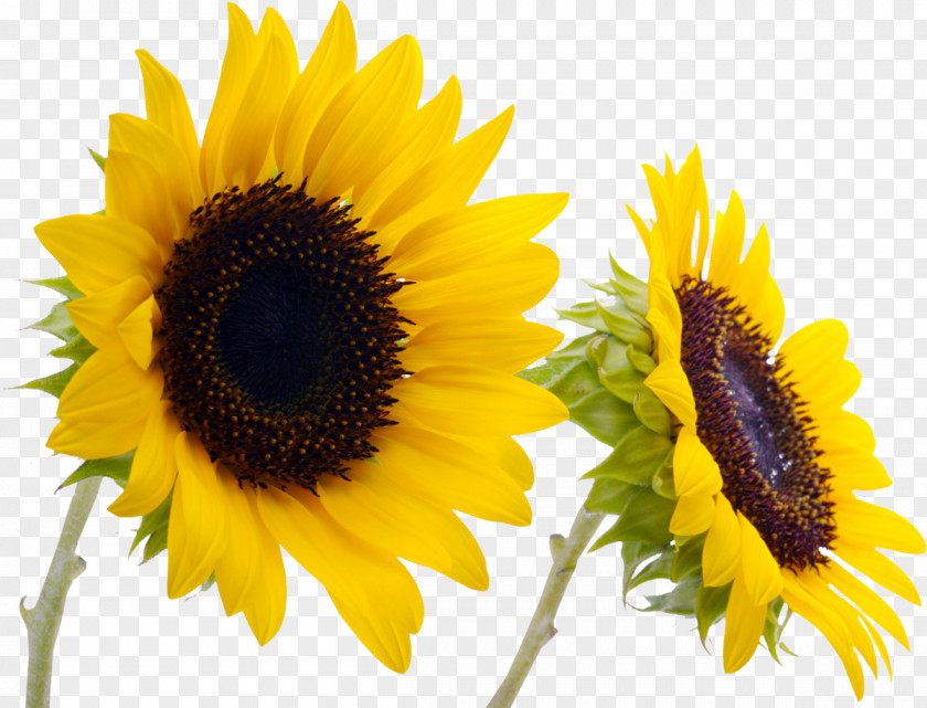 Flower Common Sunflower Desktop Wallpaper Floristry PNG