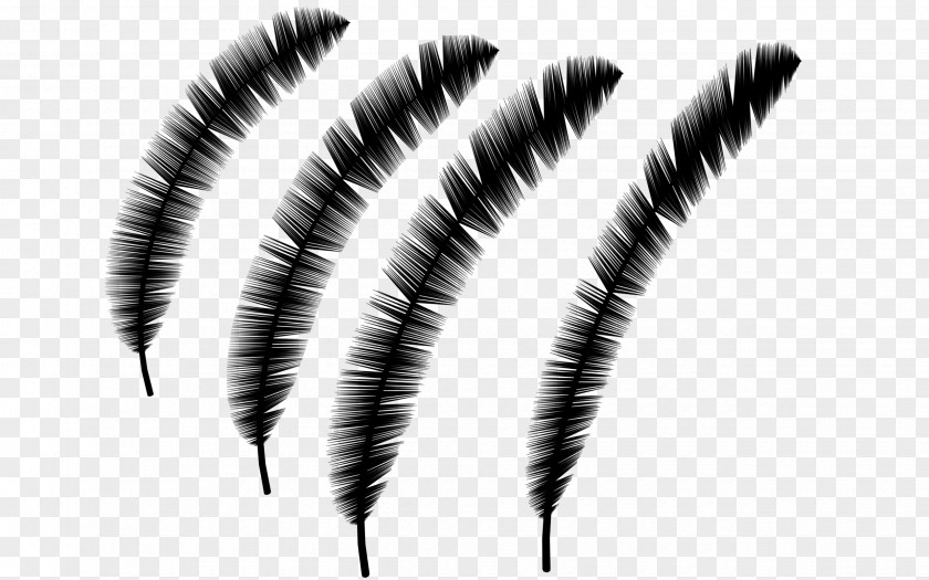 M Eyebrow Feather Black & White PNG