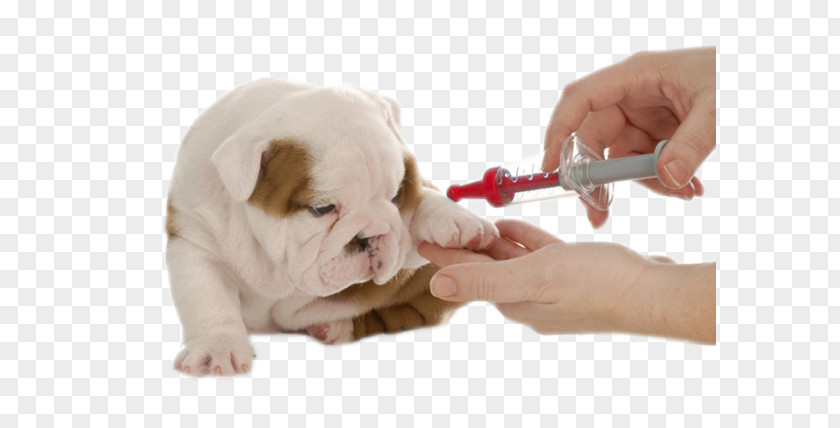 Puppy Bulldog Cat Rabies Vaccine Pet PNG