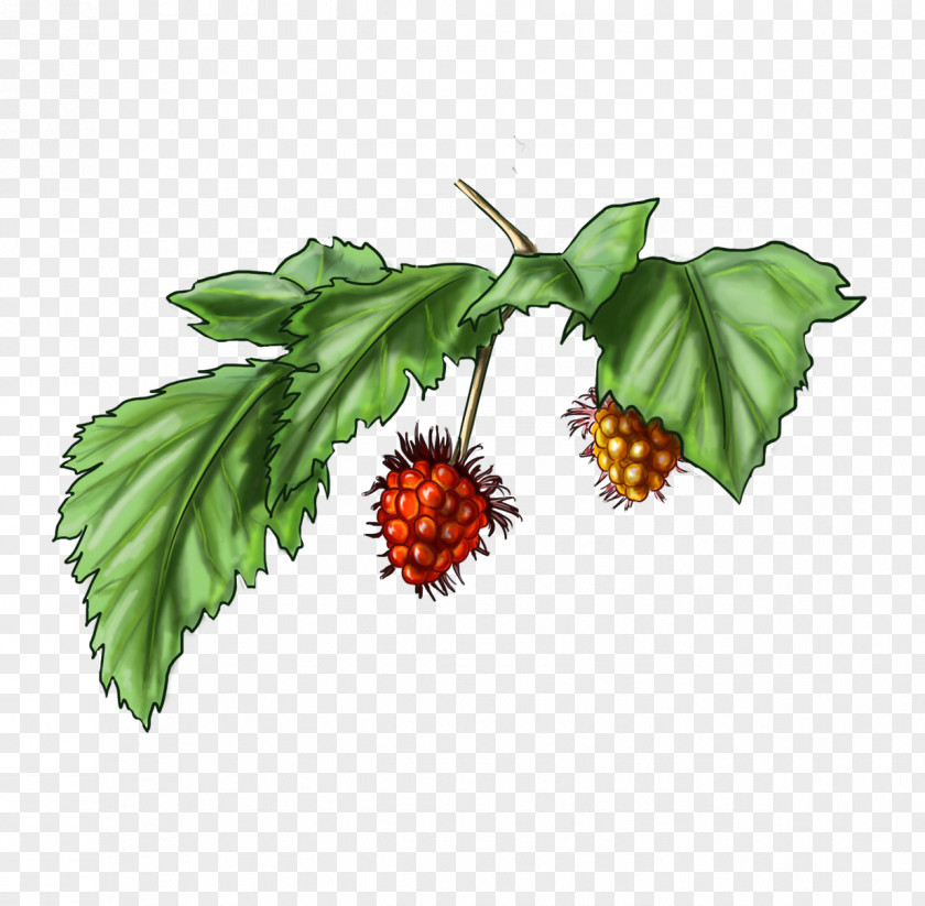 Brambles Salmonberry Drawing Keyword Tool Fruit PNG