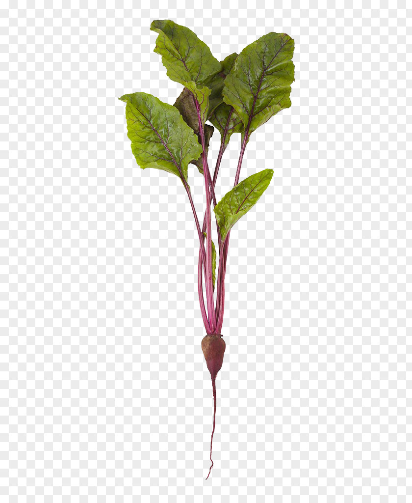 Fresh Beet HD Picture Common Beetroot Vegetable Stock Photography PNG