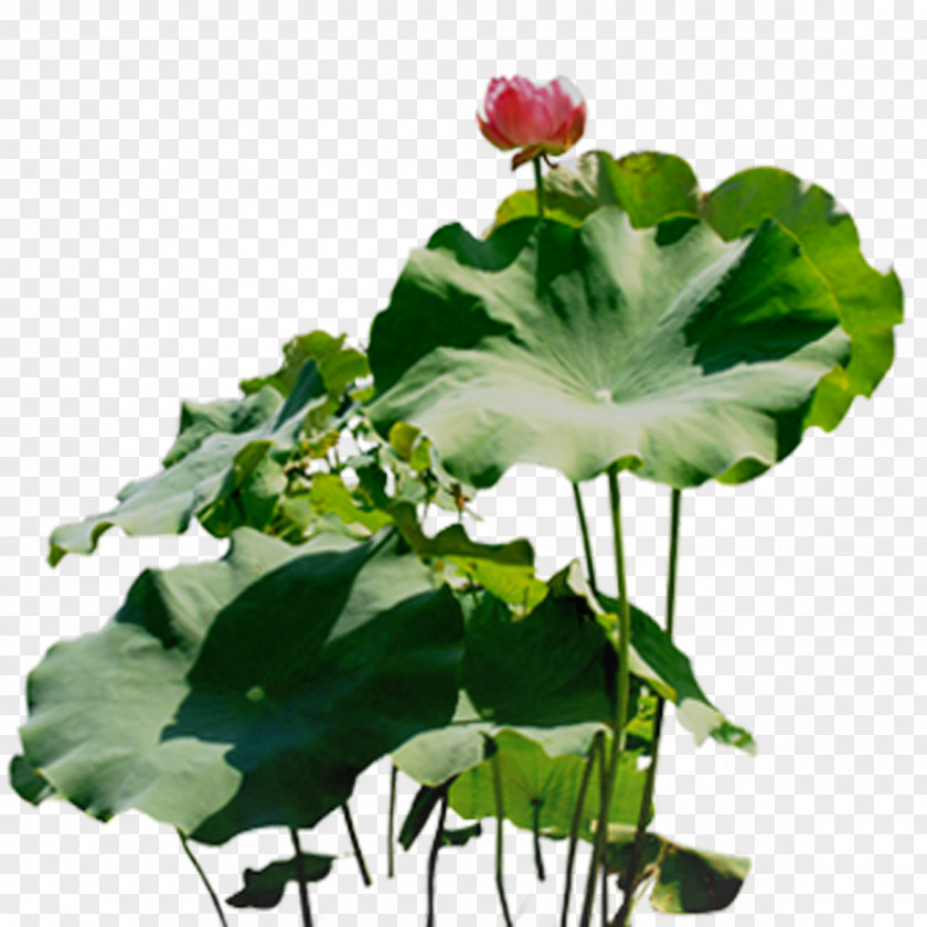 Lotus Leaf Nelumbo Nucifera Download PNG