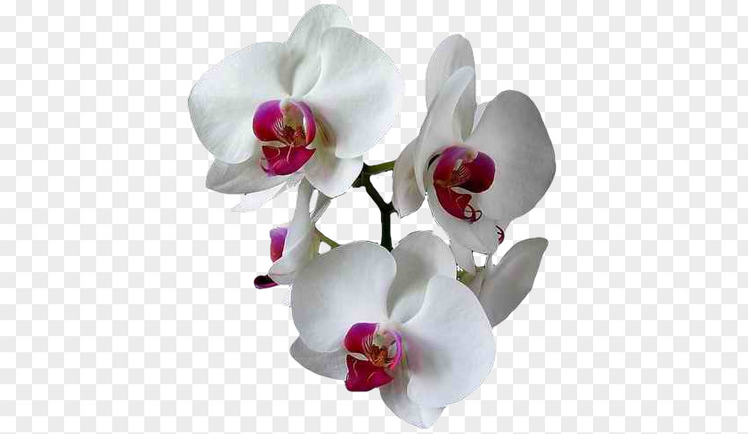 Moth Orchids E-card Greeting PNG