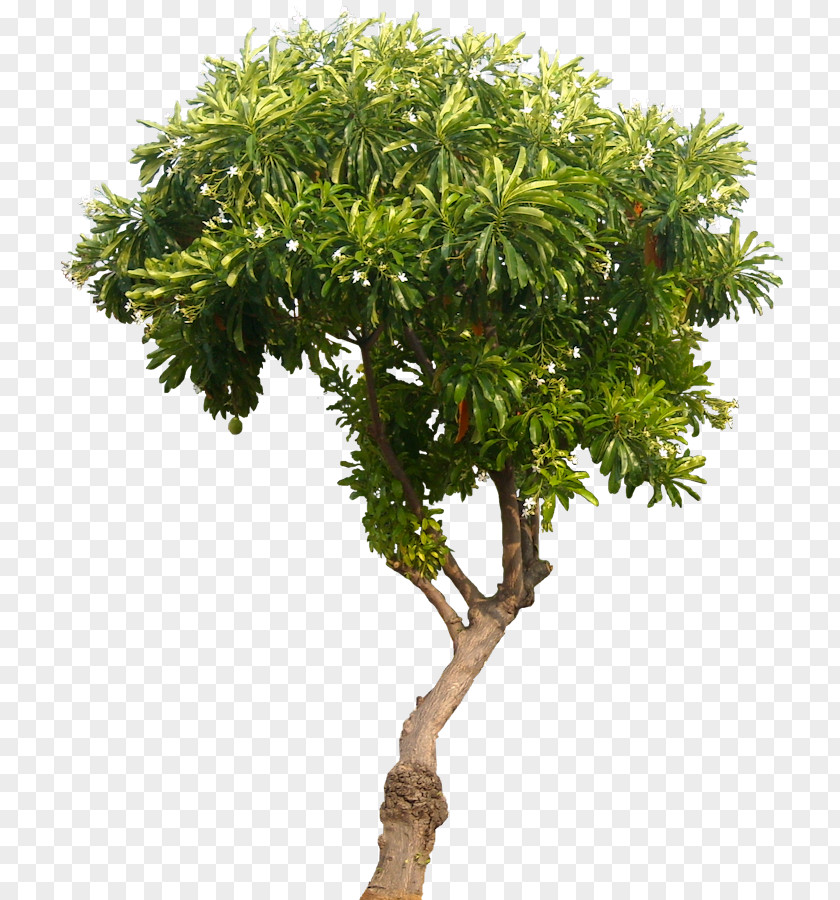 Orange Tree Houseplant Flowerpot Stock Photography PNG