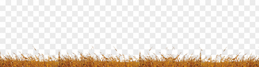 Photoscape Effects Grasses Wheat Commodity Sky Grain PNG