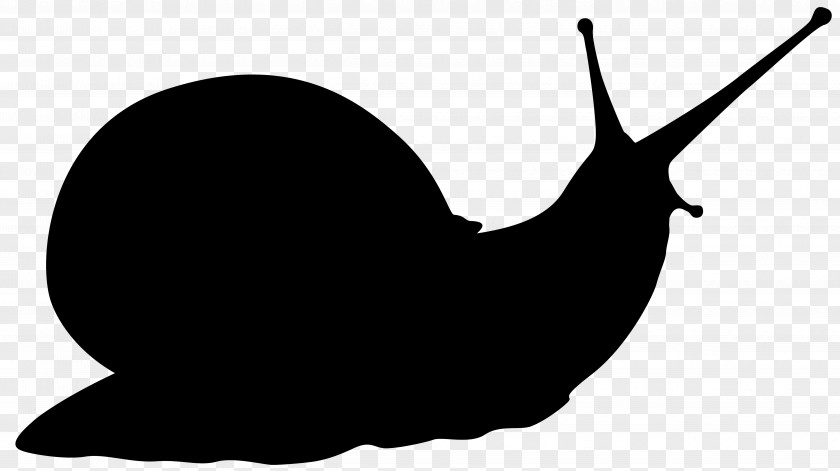 Snail Clip Art Silhouette Line PNG