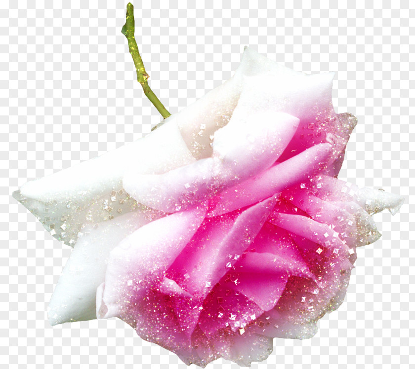 Snow On Rose Garden Roses Pink Image Download PNG